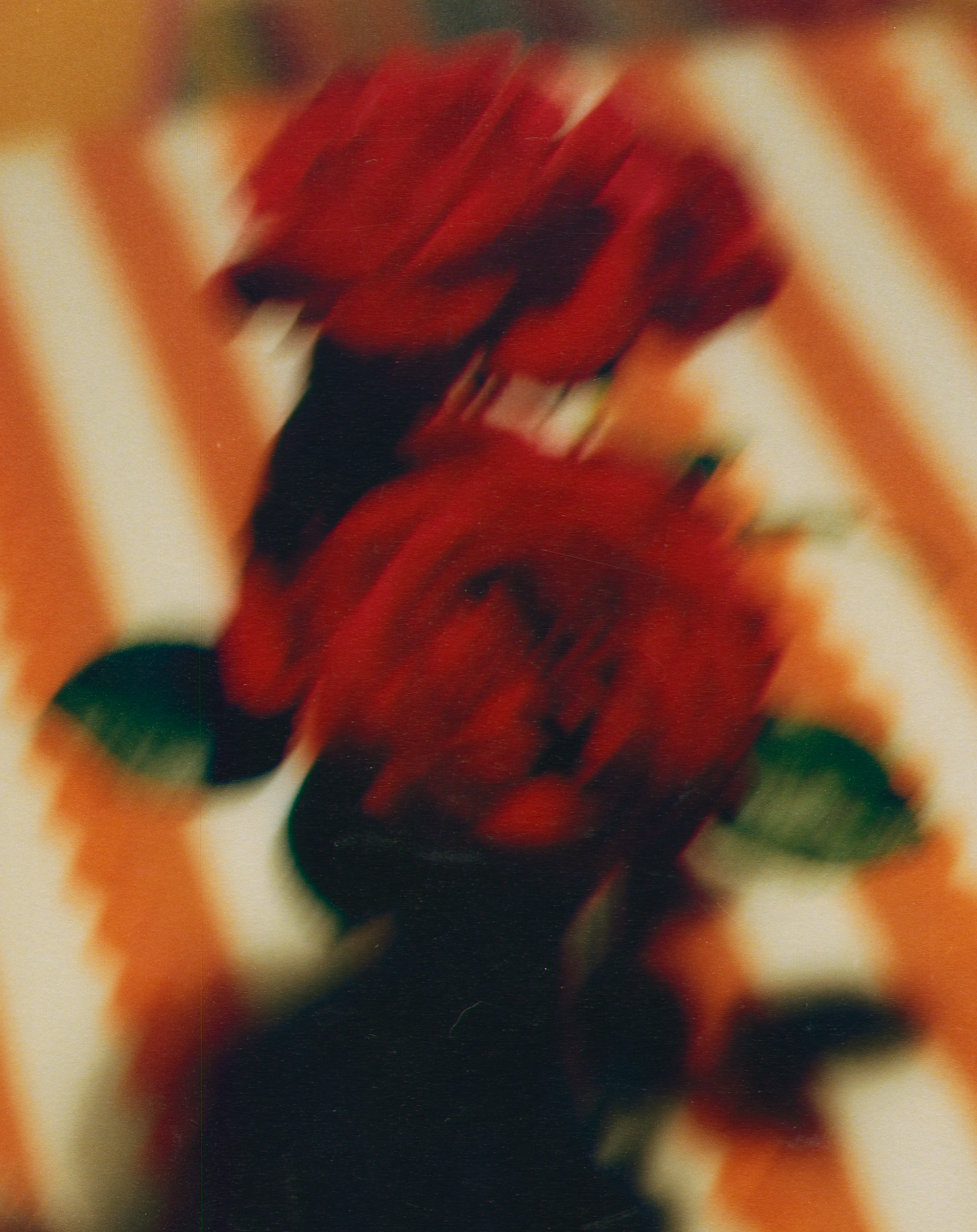 A RED ROSE