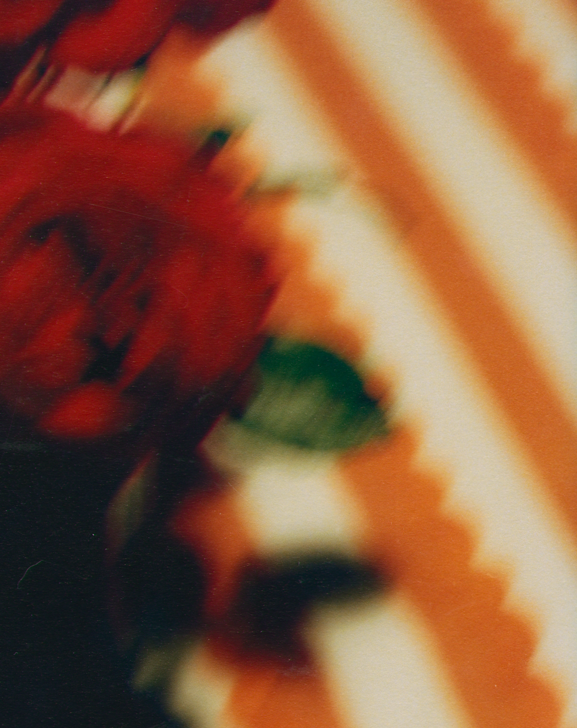 A RED ROSE