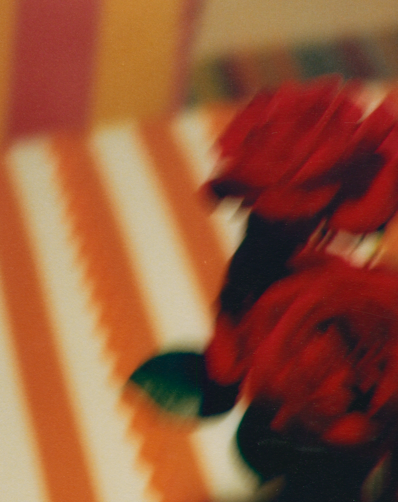 A RED ROSE