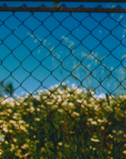 ROADSIDE DAISY