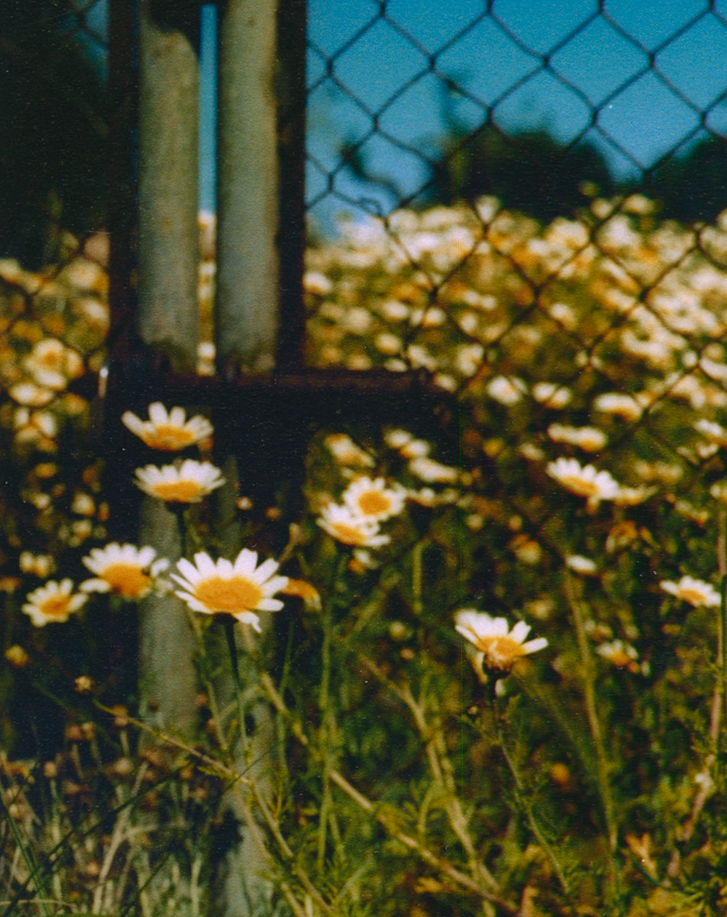 ROADSIDE DAISY