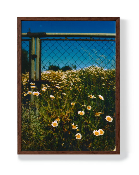 ROADSIDE DAISY