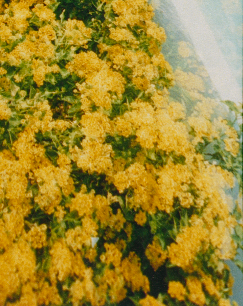 DOUBLE YELLOW
