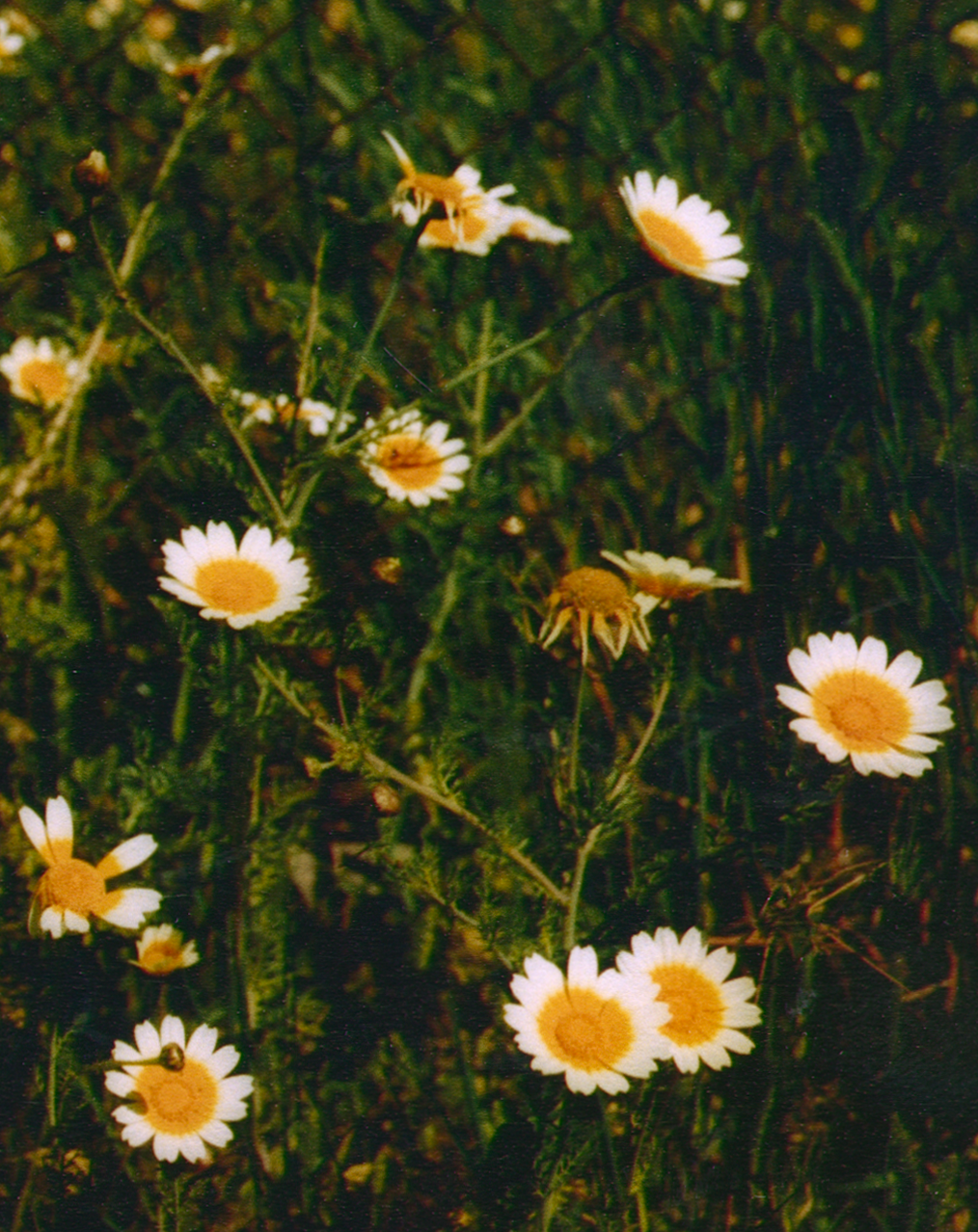 ROADSIDE DAISY