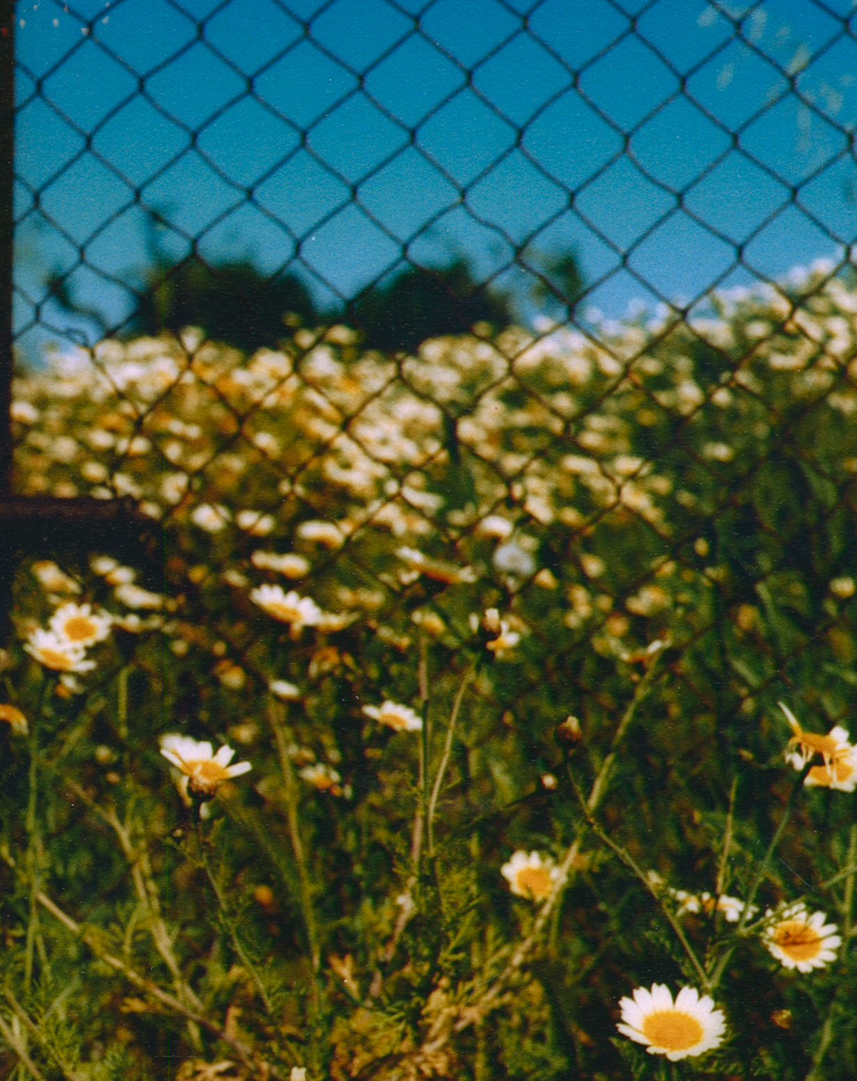 ROADSIDE DAISY
