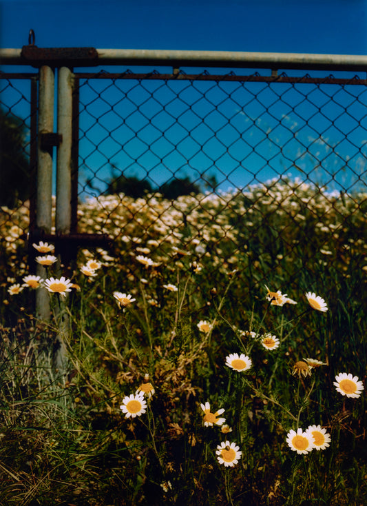 ROADSIDE DAISY