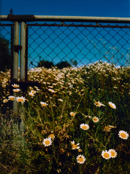 ROADSIDE DAISY