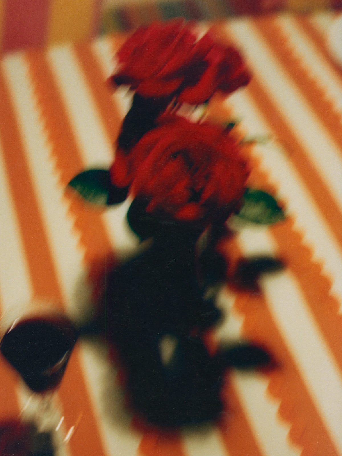 A RED ROSE